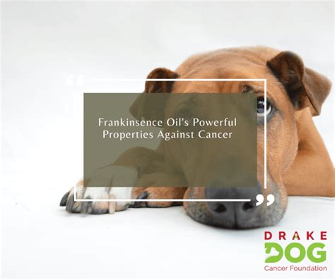 Feb 4, 2015. . Frankincense cancer dosage for dogs